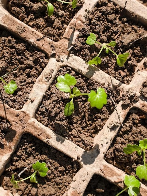 DONICZKI TORFOWE SADZONKI NA NASIONA 30szt 4x4cm DONICZKI TORFOWE SADZONKI NA NASIONA 30szt 4x4cm
